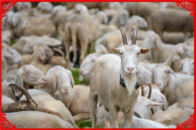 2021年在农村，养殖什么最有发展前景？预测一下