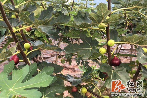 双牌：90后大学生返乡创业走上致富路