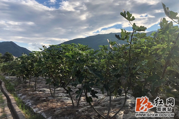 双牌：90后大学生返乡创业走上致富路