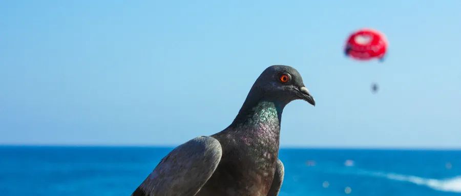 1250万元！“史上最贵鸽子”可抵一栋豪宅，神秘买家来自中国…