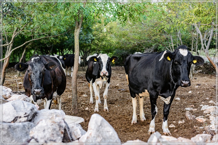 一个46岁的创业失败者，想回农村搞养殖，有哪些方面要注意的？