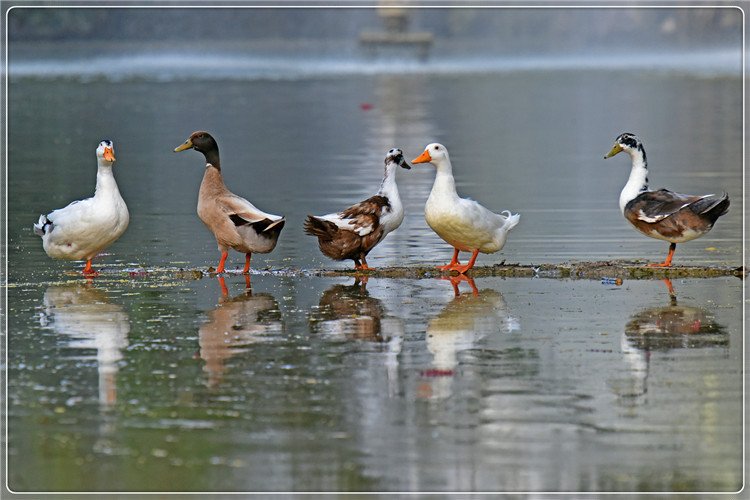 48岁失业者想回到农村搞养殖，养什么比较稳、投资小、能赚钱？