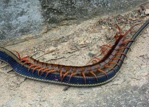 世界上最大的蜈蚣在什么地方出现？