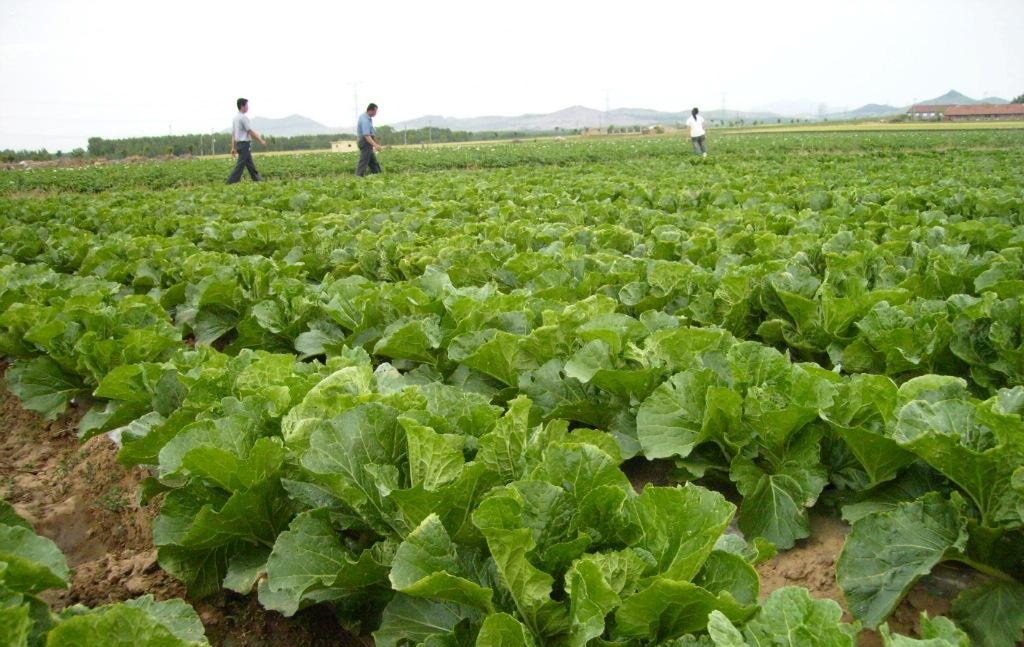 菜店老板简直是商业鬼才！买3万送10万，每个月净赚20万