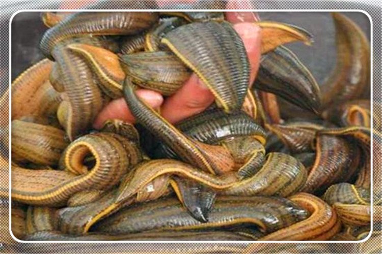 当前的农村，有哪些靠谱的特种养殖项目，能让人快速致富？