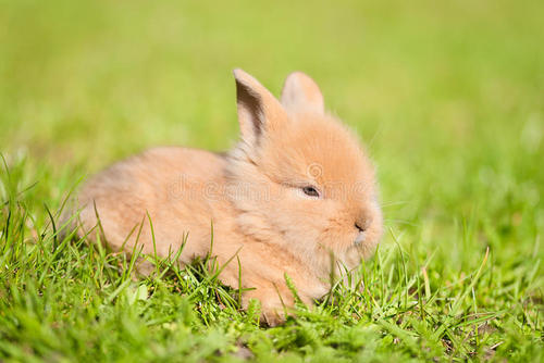 兔子的眼睛是什么颜色？红色、蓝色、黑色，还是灰色？