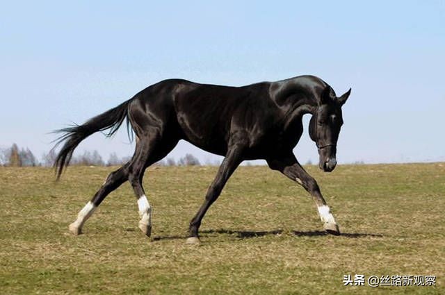 世界十大名马排行，土库曼斯坦国宝汗血宝马排第三