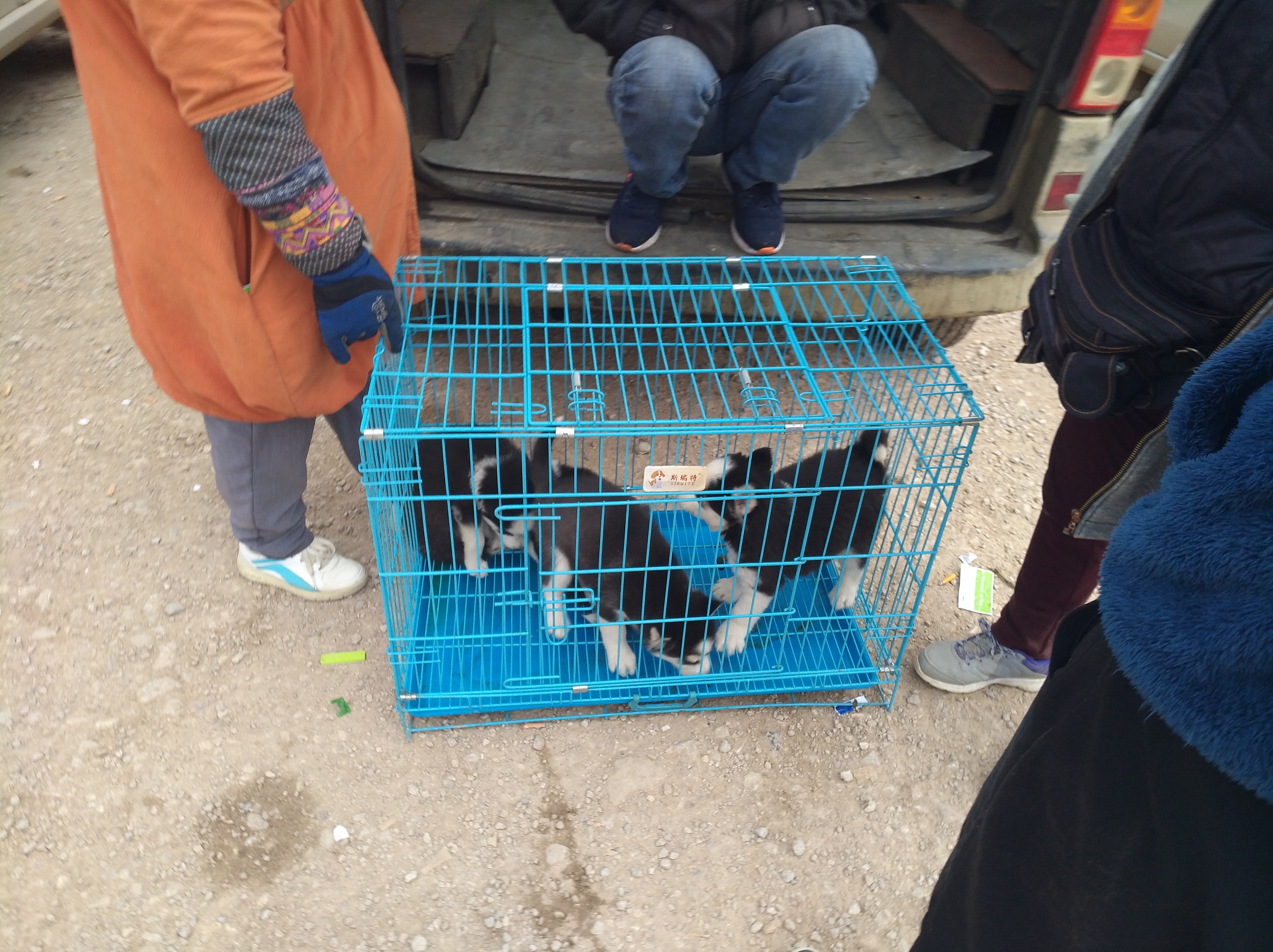 狗市狗场主以500元出售哈士奇幼犬，为何商贩只按“3块”收购？