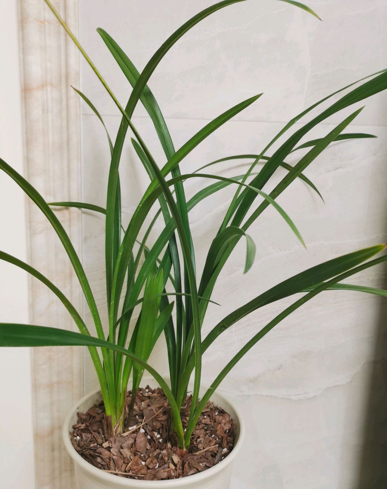 松树皮加碎石子可以养兰花吗？退草不怕，做到3点，养出铭品兰花