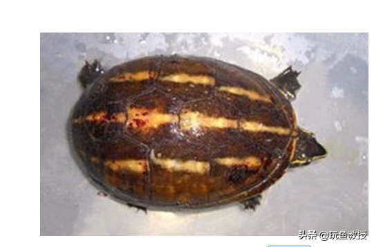 十大全球最受欢迎的发财龟