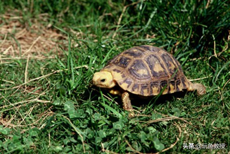 十大全球最受欢迎的发财龟