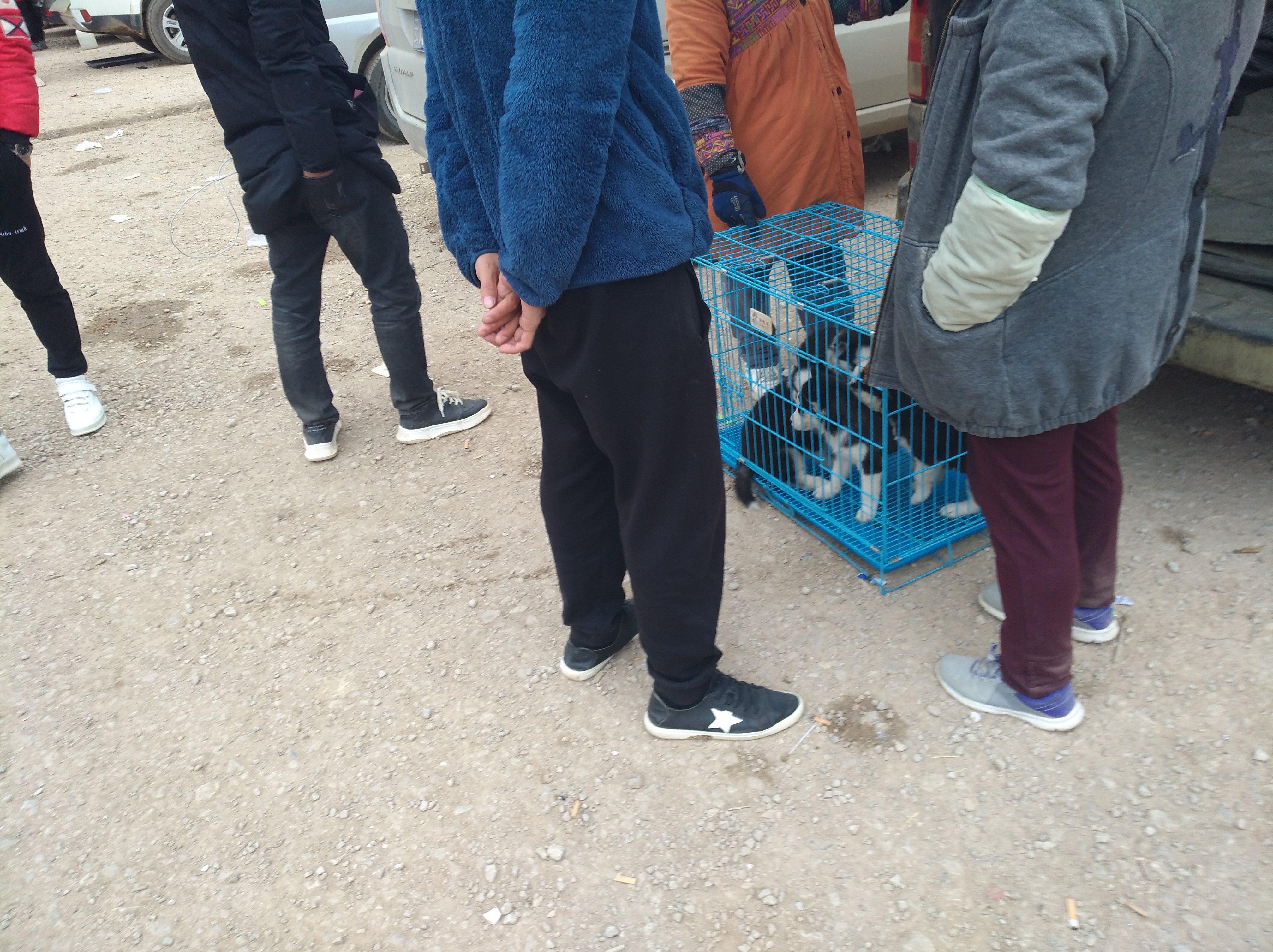 狗市狗场主以500元出售哈士奇幼犬，为何商贩只按“3块”收购？