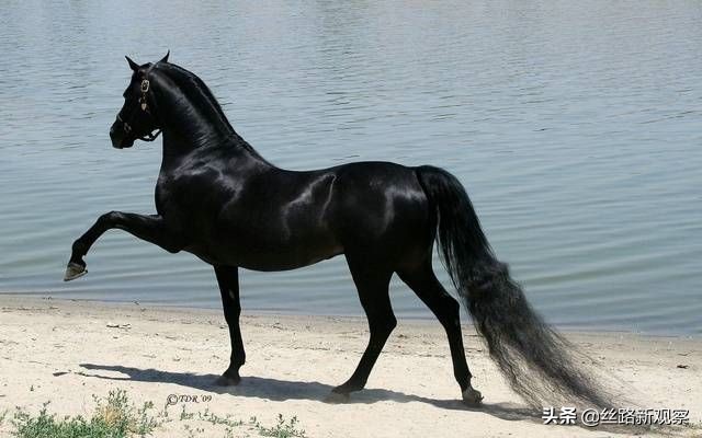 土库曼斯坦的汗血宝马价格汗血宝马必备的5大特点及报价