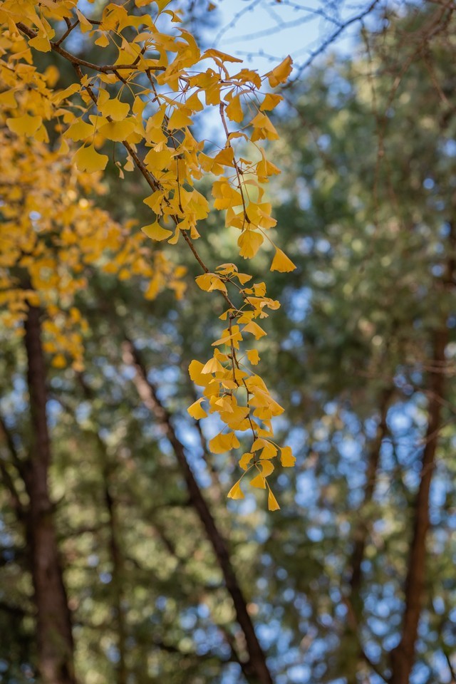 好用不贵的大光圈 松下LUMIXS 85mm F1.8评测