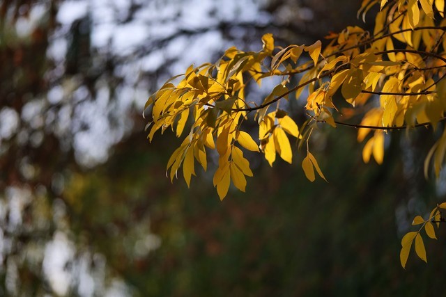 好用不贵的大光圈 松下LUMIXS 85mm F1.8评测
