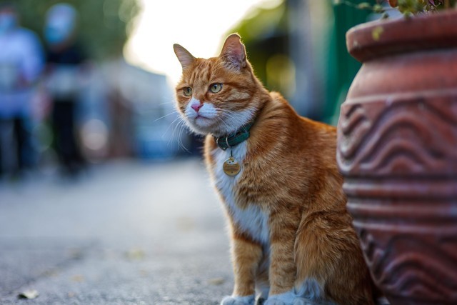好用不贵的大光圈 松下LUMIXS 85mm F1.8评测