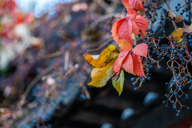 好用不贵的大光圈 松下LUMIXS 85mm F1.8评测