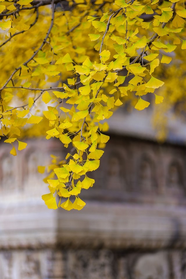 好用不贵的大光圈 松下LUMIXS 85mm F1.8评测