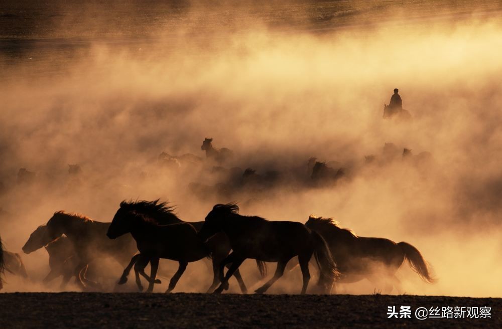 世界十大名马排行，土库曼斯坦国宝汗血宝马排第三