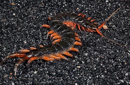 世界上最大的蜈蚣在什么地方出现？