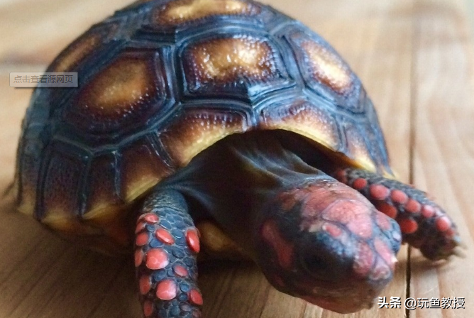 十大全球最受欢迎的发财龟