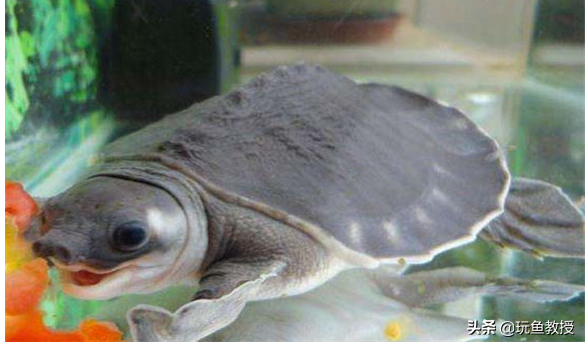 十大全球最受欢迎的发财龟