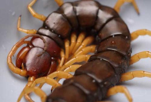 世界上最大的蜈蚣在什么地方出现？