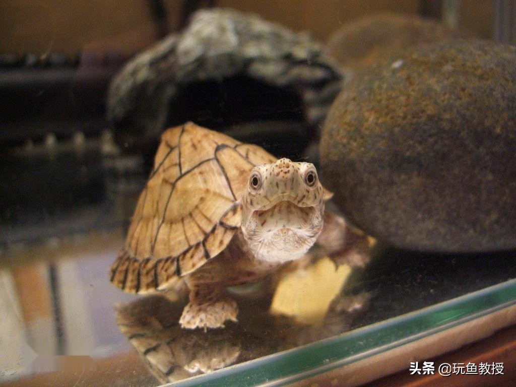 十大全球最受欢迎的发财龟