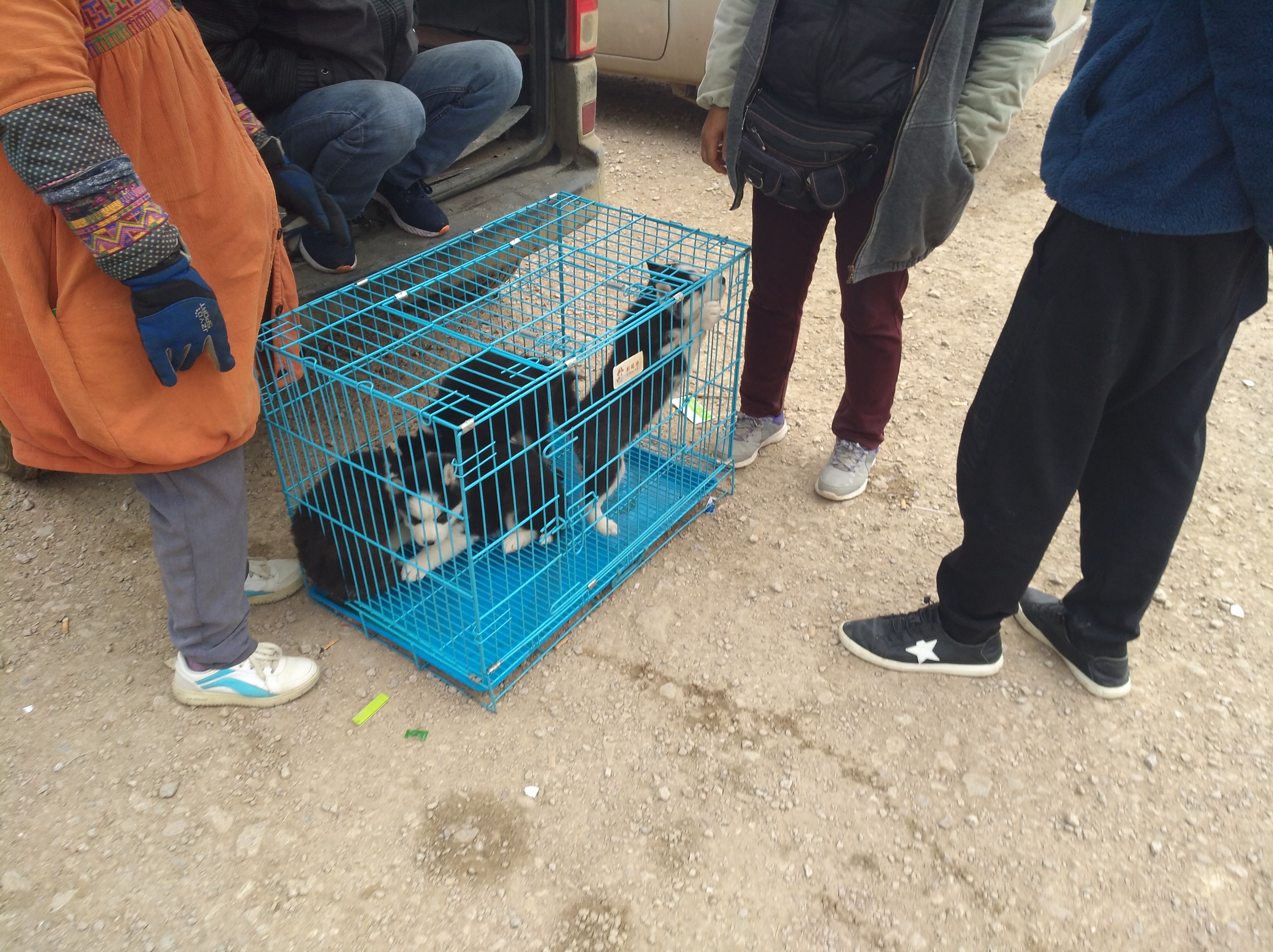 狗市狗场主以500元出售哈士奇幼犬，为何商贩只按“3块”收购？