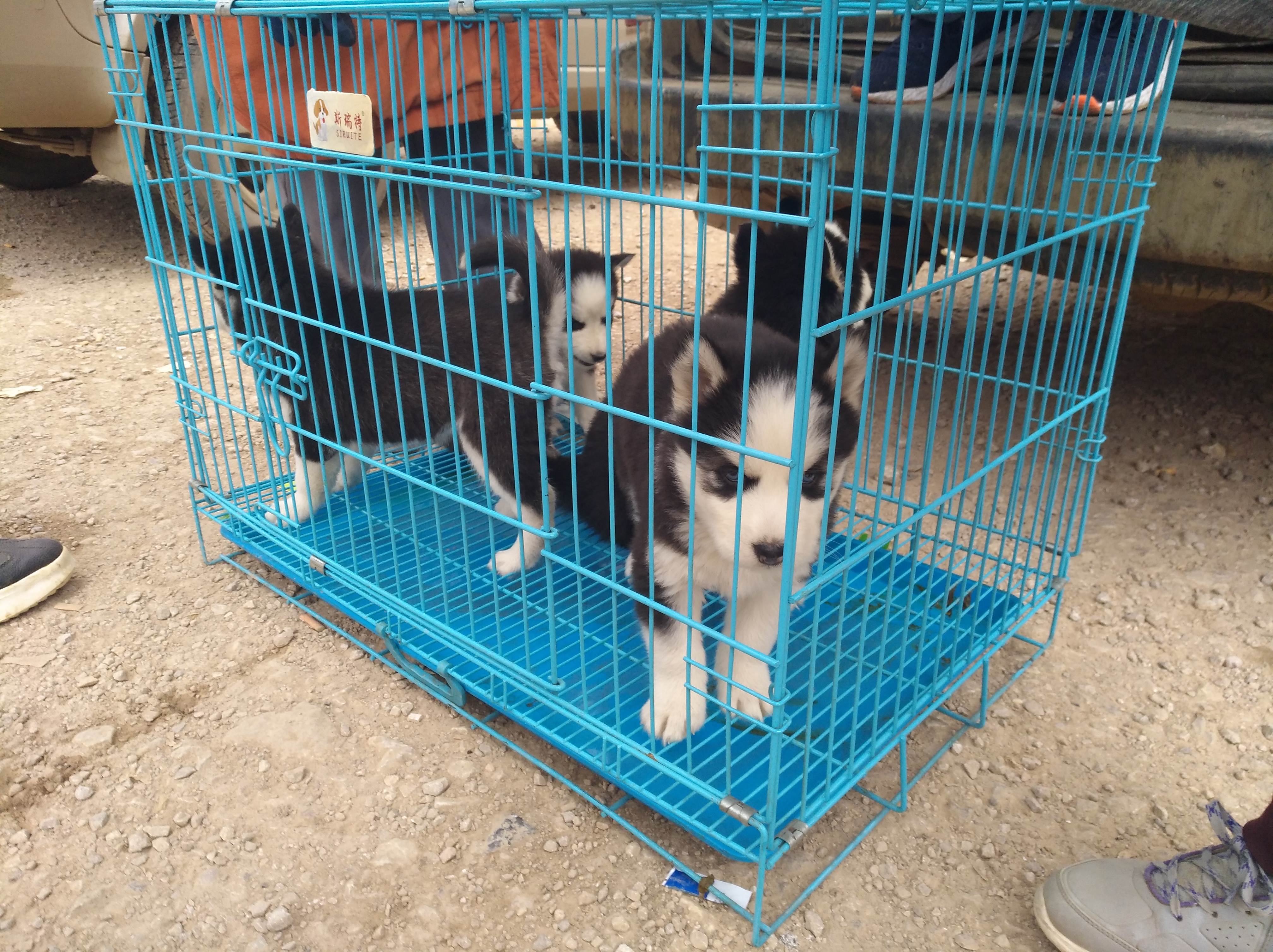 狗市狗场主以500元出售哈士奇幼犬，为何商贩只按“3块”收购？