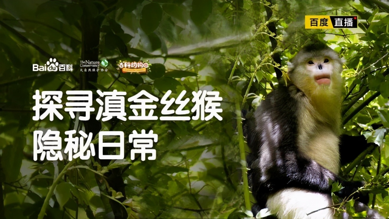 百度百科泛知识领域布局：视频化、人格化、服务化