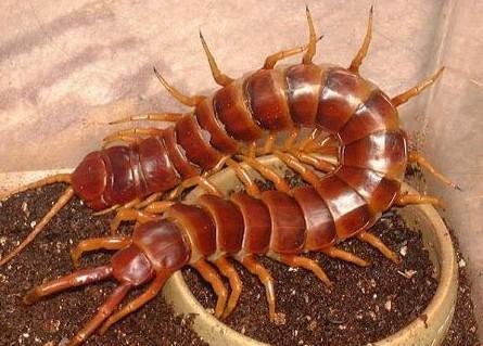 世界上最大的蜈蚣在什么地方出现？