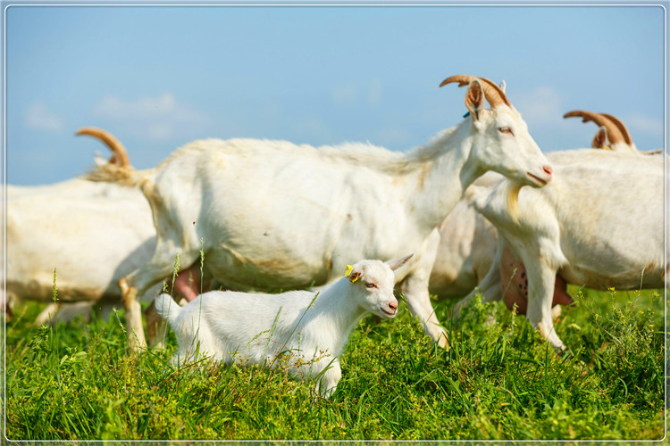 45岁的人春节后不准备打工，想在农村搞养殖，养什么能稳妥赚钱