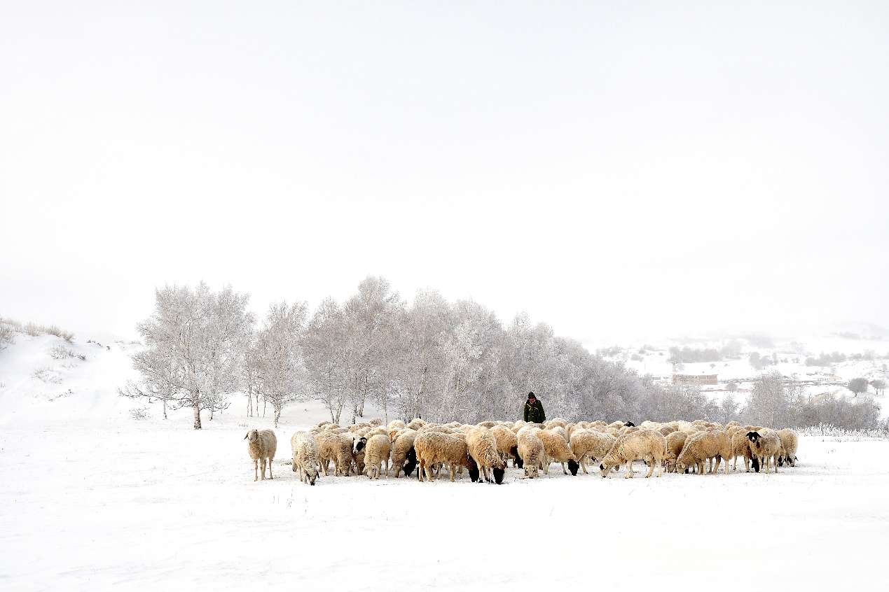 应对寒潮，盒马内蒙古基地羔羊总动员，半月4万"大军"奔赴全国