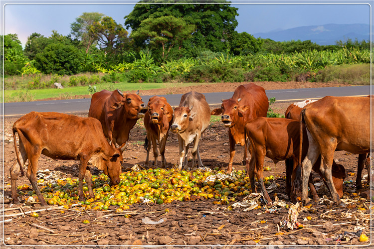 45岁的人春节后不准备打工，想在农村搞养殖，养什么能稳妥赚钱