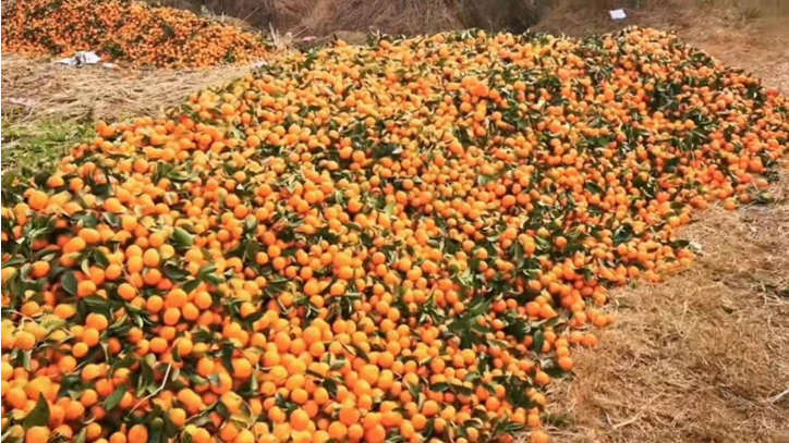 一边是大葱价格飞涨，一边是万斤柑橘烂地里，其中原因令人唏嘘