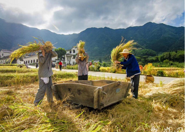 一边是大葱价格飞涨，一边是万斤柑橘烂地里，其中原因令人唏嘘