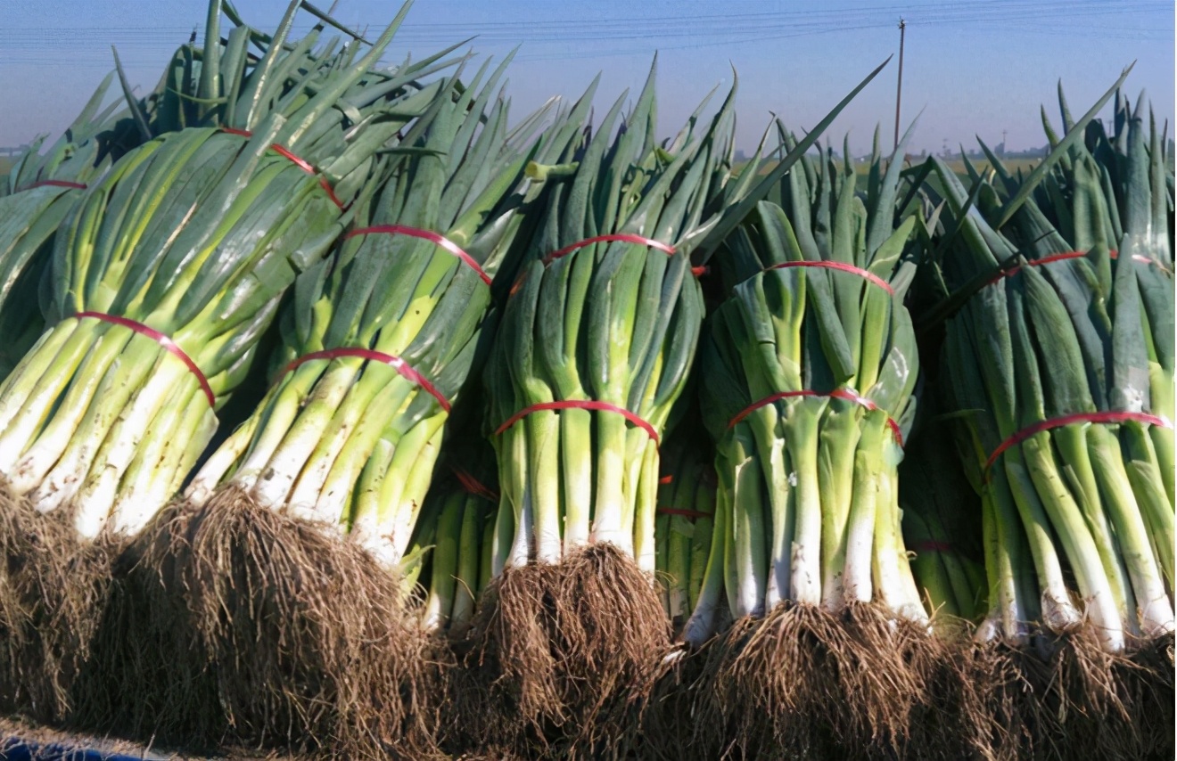 一边是大葱价格飞涨，一边是万斤柑橘烂地里，其中原因令人唏嘘