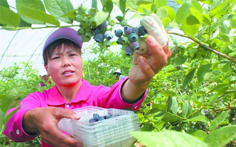 40岁的人，想在农村承包荒地种植果树，有哪些品种值得推荐？