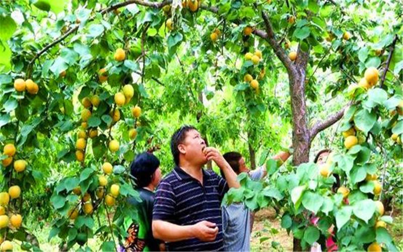 40岁的人，想在农村承包荒地种植果树，有哪些品种值得推荐？