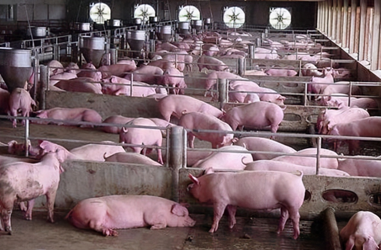 智慧养猪拯救华为？确实有可能，养猪产业大有可为