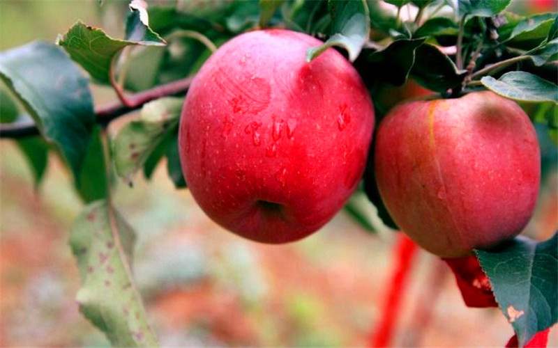 40岁的人，想在农村承包荒地种植果树，有哪些品种值得推荐？