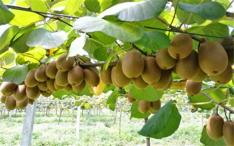 40岁的人，想在农村承包荒地种植果树，有哪些品种值得推荐？