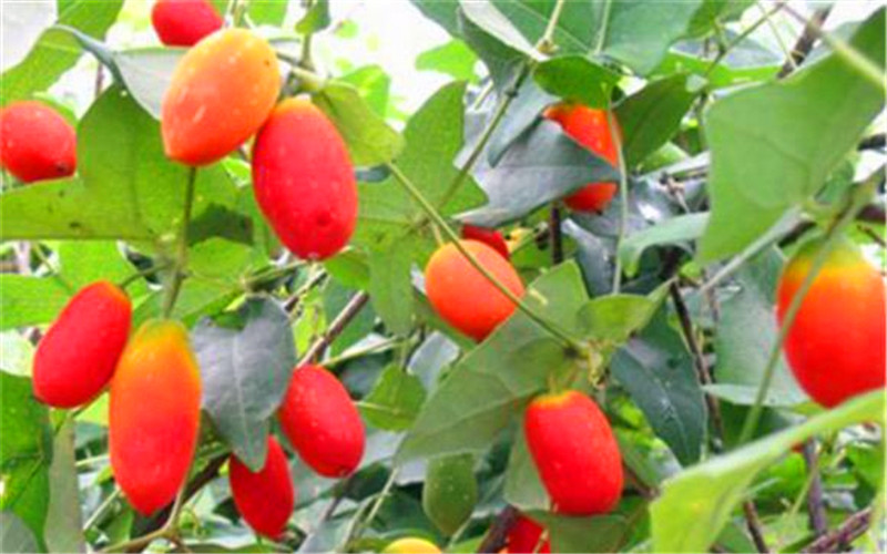 40岁的人，想在农村承包荒地种植果树，有哪些品种值得推荐？