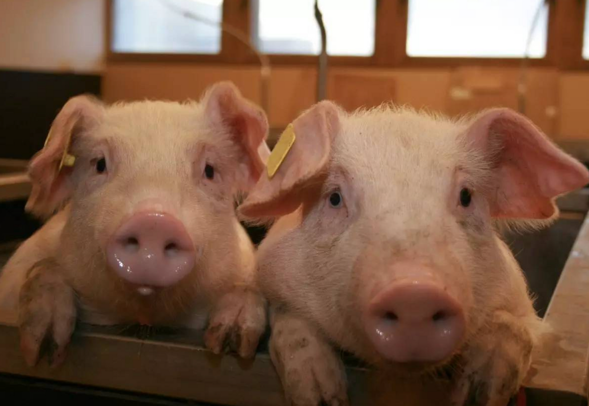 新希望半年市值蒸发888亿！养猪还是一门好生意吗？