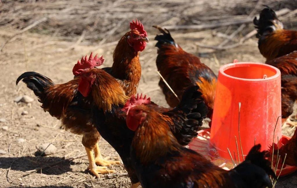 农村大爷这样卖鸡，逼得其他鸡贩子没生意，而他一年赚200万