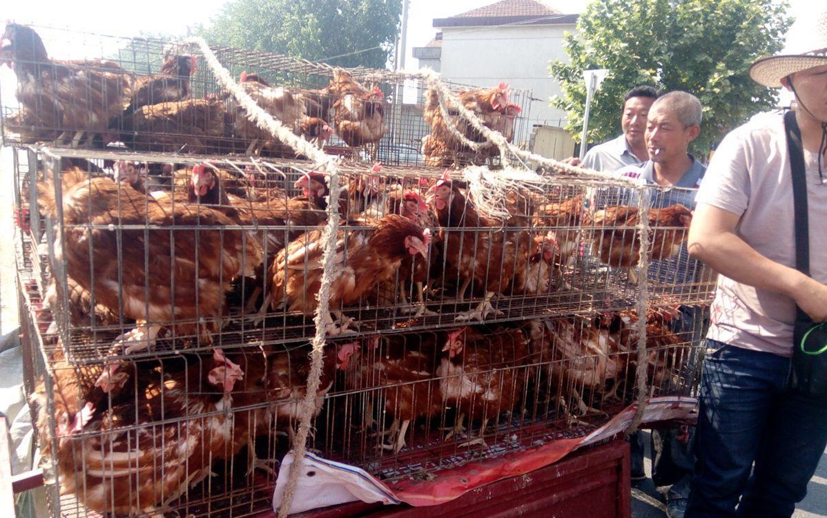 农村大爷这样卖鸡，逼得其他鸡贩子没生意，而他一年赚200万