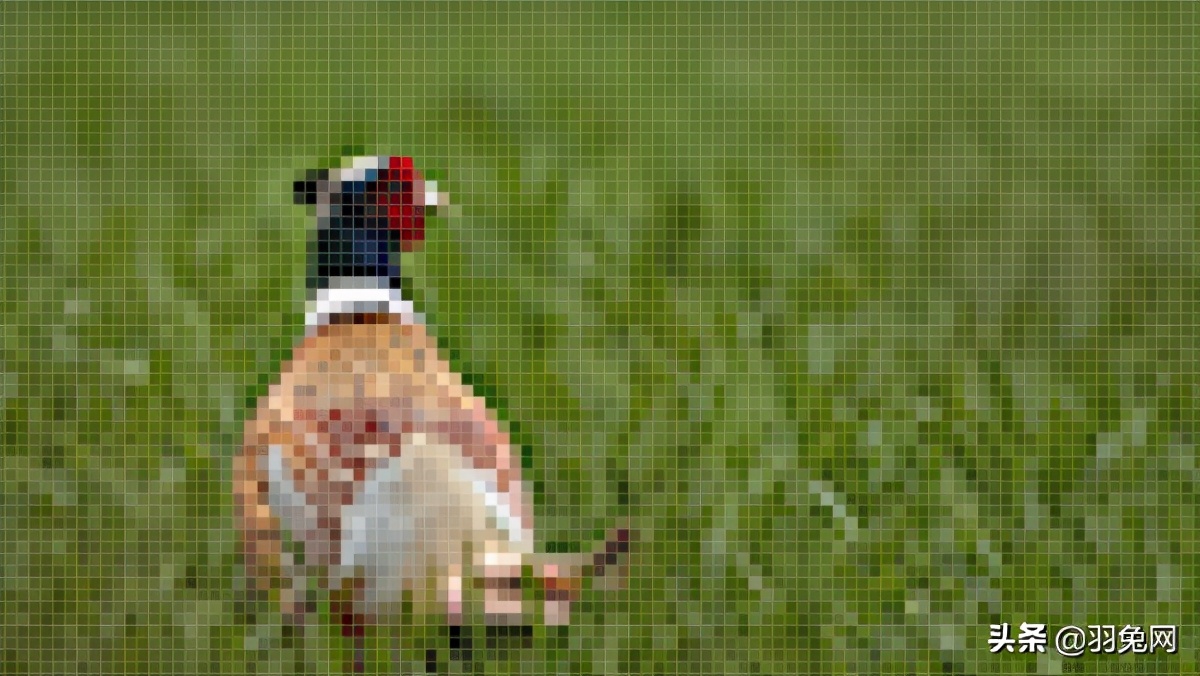 如何在Photoshop中调整图像大小？PS调整图像大小教程