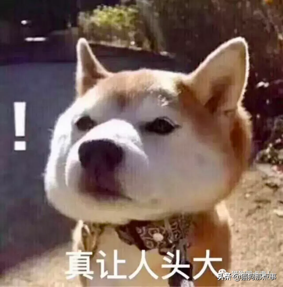 宠粮测评丨麦富迪双拼粮，掀起网红产品的红盖头