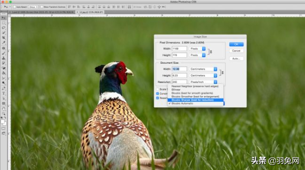 如何在Photoshop中调整图像大小？PS调整图像大小教程